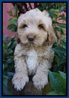 Ellie Parson pups 7 wks old 61