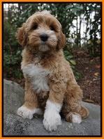 Ellie Mae Parson pups 8 wks old 28100