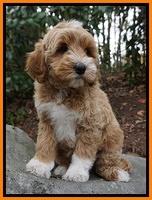 Ellie Mae Parson pups 8 wks old 29100