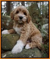 Ellie Mae Parson pups 8 wks old 30100