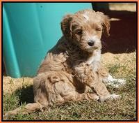Ellie Parson pups 6 wks old 221