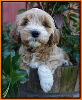 Ellie Parson pups 7 wks old 231
