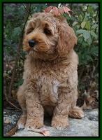 Ellie Mae Parson pups 8 wks old 24100