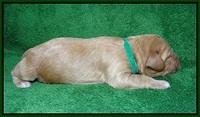 Ellie Parson pups 1 wk old131