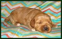 Ellie Parson pups 2 weeks old 101