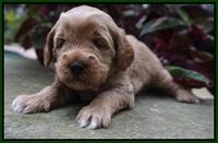 Ellie Parson pups 3 wks old 191
