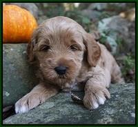 Ellie Parson pups 4 wks old 161