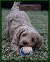 Ellie Parson pups 6 wks old 231