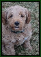 Ellie Parson pups 6 wks old 241