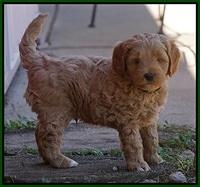 Ellie Parson pups 6 wks old 251