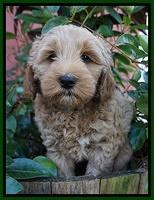 Ellie Parson pups 7 wks old 111