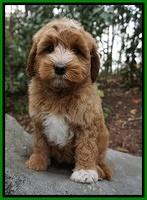 Ellie Mae Parson pups 8 wks old 27100