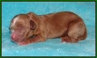 Ellie Parson Newborn pups141