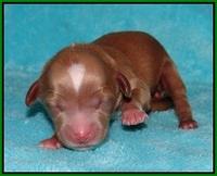 Ellie Parson Newborn pups151
