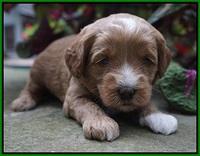 Ellie Parson pups 3 wks old 221