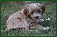 Ellie Parson pups 7 wks old 301
