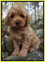 Ellie Mae Parson pups 8 wks old 11
