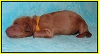 Ellie Parson Newborn pups171