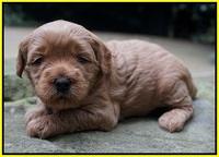 Ellie Parson pups 3 wks old 241
