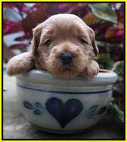 Ellie Parson pups 3 wks old 261