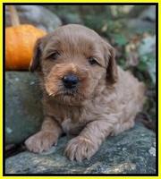 Ellie Parson pups 4 wks old 231