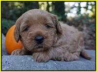 Ellie Parson pups 4 wks old 241