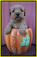 Ellie Parson pups 5 wks old 211