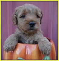 Ellie Parson pups 5 wks old 221