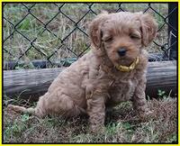 Ellie Parson pups 6 wks old 321