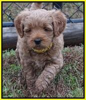 Ellie Parson pups 6 wks old 331