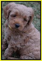Ellie Parson pups 6 wks old 341