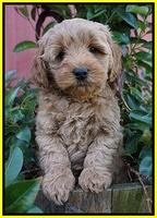 Ellie Parson pups 7 wks old 351