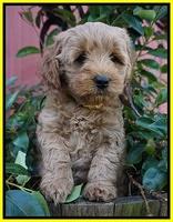 Ellie Parson pups 7 wks old 401