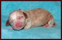 Ellie Parson Newborn pups181