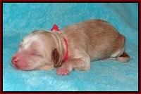 Ellie Parson Newborn pups191