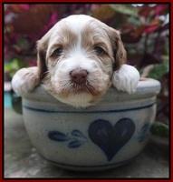 Ellie Parson pups 3 wks old 271