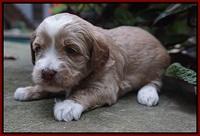 Ellie Parson pups 3 wks old 291