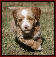 Ellie Parson pups 6 wks old 391