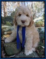 London Raki 8 wks old 3600
