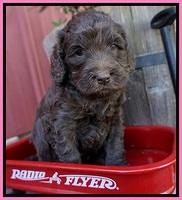 London Raki pups 4 wks old 51