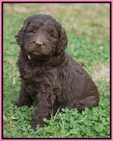 London Raki pups 5 wks old 7100
