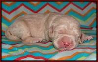 London Raki pups 1 wk old 61