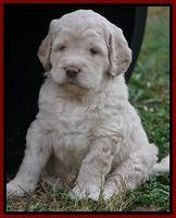 London Raki pups 5 wks old 10100