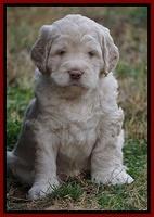 London Raki pups 5 wks old 9100