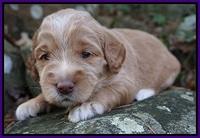 London Raki pups 3 wks old 101