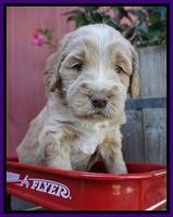 London Raki pups 4 wks old 111