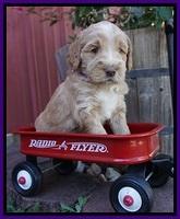 London Raki pups 4 wks old 131