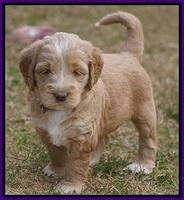 London Raki pups 5 wks old 14100