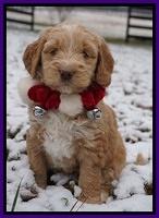 London Raki pups 6 wks old 71
