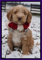 London Raki pups 6 wks old 81